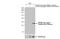 Triggering Receptor Expressed On Myeloid Cells 2 antibody, GTX135408, GeneTex, Western Blot image 