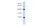 Basic Leucine Zipper Nuclear Factor 1 antibody, 25-174, ProSci, Enzyme Linked Immunosorbent Assay image 