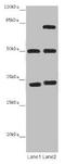 Tubulin Alpha 1b antibody, orb44533, Biorbyt, Western Blot image 