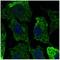 Caveolin 1 antibody, orb11600, Biorbyt, Immunocytochemistry image 