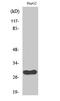 Cell Division Cycle Associated 3 antibody, STJ92184, St John