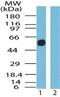 Somatostatin Receptor 5 antibody, PA1-41496, Invitrogen Antibodies, Western Blot image 