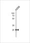 Mitochondrial Ribosomal Protein L28 antibody, LS-C158300, Lifespan Biosciences, Western Blot image 