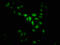 MAP kinase-activated protein kinase 5 antibody, LS-C399842, Lifespan Biosciences, Immunofluorescence image 