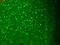 Hyperpolarization Activated Cyclic Nucleotide Gated Potassium Channel 3 antibody, LS-C230657, Lifespan Biosciences, Immunofluorescence image 
