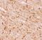 Desmin antibody, PB9105, Boster Biological Technology, Immunohistochemistry frozen image 