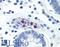 CD177 Molecule antibody, LS-B1953, Lifespan Biosciences, Immunohistochemistry paraffin image 