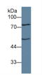 Angiopoietin 1 antibody, LS-C292807, Lifespan Biosciences, Western Blot image 