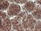 KIAA0860 antibody, LS-C337447, Lifespan Biosciences, Immunohistochemistry frozen image 
