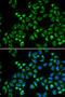 Complement C1q Binding Protein antibody, 18-363, ProSci, Immunofluorescence image 