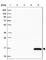 Muscle RAS Oncogene Homolog antibody, HPA042728, Atlas Antibodies, Western Blot image 