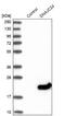 DnaJ Heat Shock Protein Family (Hsp40) Member C24 antibody, NBP1-87968, Novus Biologicals, Western Blot image 