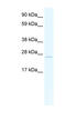 Transcription factor 23 antibody, MBS835578, MyBioSource, Western Blot image 