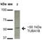 Tubulin Alpha 1b antibody, LS-C776140, Lifespan Biosciences, Western Blot image 