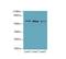 C-X-C chemokine receptor type 5 antibody, LS-C397629, Lifespan Biosciences, Western Blot image 