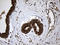 Apoptosis Inducing Factor Mitochondria Associated 1 antibody, LS-C795824, Lifespan Biosciences, Immunohistochemistry paraffin image 
