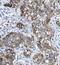 AIE75 antibody, FNab03756, FineTest, Immunohistochemistry frozen image 