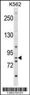 Exostosin Glycosyltransferase 1 antibody, 58-749, ProSci, Western Blot image 