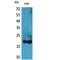 Lipocalin 1 antibody, LS-C386979, Lifespan Biosciences, Western Blot image 