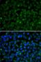 Glucose-6-Phosphate Isomerase antibody, LS-C346143, Lifespan Biosciences, Immunofluorescence image 