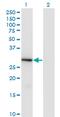 Fas Apoptotic Inhibitory Molecule 2 antibody, MA5-21391, Invitrogen Antibodies, Western Blot image 