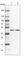 Nucleoporin 43 antibody, HPA027126, Atlas Antibodies, Western Blot image 