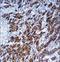 Galectin 3 antibody, LS-C165749, Lifespan Biosciences, Immunohistochemistry paraffin image 
