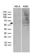 Sperm Associated Antigen 4 antibody, LS-C795178, Lifespan Biosciences, Western Blot image 