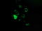 Pseudouridine Synthase 7 antibody, TA501815, Origene, Immunofluorescence image 