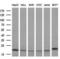 Peptidylprolyl Isomerase F antibody, LS-C794703, Lifespan Biosciences, Western Blot image 