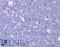 Centromere Protein F antibody, LS-C142238, Lifespan Biosciences, Immunohistochemistry frozen image 