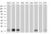 Transmembrane Protein 80 antibody, MA5-25181, Invitrogen Antibodies, Western Blot image 