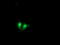 Exosome Component 7 antibody, TA504243, Origene, Immunofluorescence image 