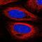 Sin3A Associated Protein 25 antibody, NBP2-32365, Novus Biologicals, Immunofluorescence image 