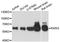 Retinoid X Receptor Gamma antibody, A1877, ABclonal Technology, Western Blot image 