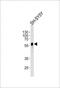 Abhydrolase Domain Containing 3 antibody, PA5-48642, Invitrogen Antibodies, Western Blot image 