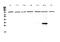 DGCR8 Microprocessor Complex Subunit antibody, A00475-1, Boster Biological Technology, Western Blot image 