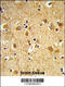 Dynamin 3 antibody, 63-661, ProSci, Immunohistochemistry paraffin image 