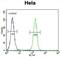 General Transcription Factor IIIC Subunit 4 antibody, abx026528, Abbexa, Western Blot image 