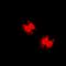 Sterile Alpha And TIR Motif Containing 1 antibody, orb74542, Biorbyt, Immunofluorescence image 