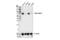 TRAP1 antibody, 92345S, Cell Signaling Technology, Western Blot image 