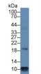 Phospholamban antibody, MBS2026076, MyBioSource, Western Blot image 