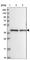 Nas7 antibody, HPA038691, Atlas Antibodies, Western Blot image 