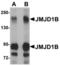 Lysine Demethylase 3B antibody, TA306829, Origene, Western Blot image 