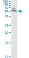 Ornithine Decarboxylase 1 antibody, LS-C197815, Lifespan Biosciences, Immunoprecipitation image 