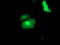 RuvB Like AAA ATPase 2 antibody, TA504284, Origene, Immunofluorescence image 
