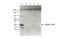 Histone Cluster 1 H2A Family Member M antibody, NBP2-62793, Novus Biologicals, Western Blot image 