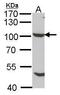 Nucleoporin 98 antibody, PA5-27763, Invitrogen Antibodies, Western Blot image 