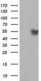 RuvB Like AAA ATPase 2 antibody, MA5-25869, Invitrogen Antibodies, Western Blot image 