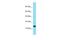 ATP11A Upstream Neighbor antibody, PA5-71049, Invitrogen Antibodies, Western Blot image 